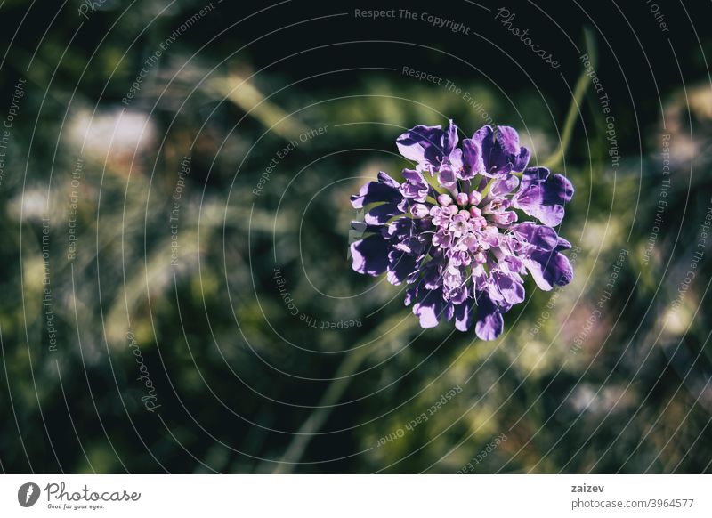 eine einzelne lilafarbene Blüte der Skabiose scabiosa Kratzbürste Nadelkissen Farbe Reinheit verziert gesättigt Einfachheit Ruhe hoch offen violett Lavendel
