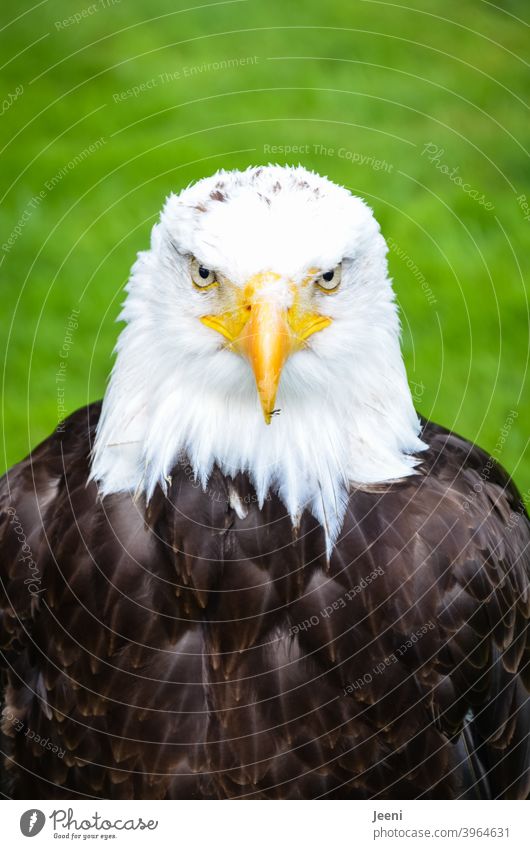 Wunderschöner Weißkopfseeadler in Frontalansicht | Nahaufnahme Porträt Seeadler Weisskopfseeadler Adler Adleraugen Natur Tier Tierporträt Augen frontal