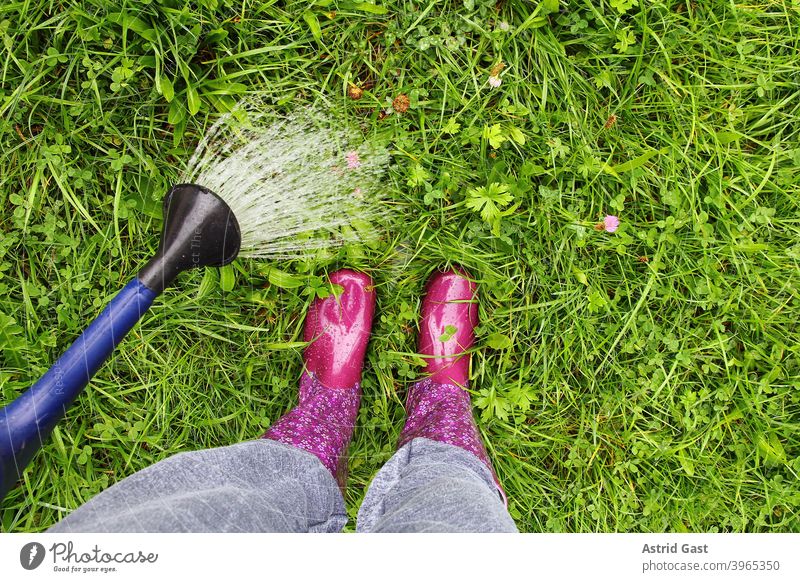Eine Frau mit pinken Gummistiefeln gießt mit einer Gieskanne den Rasen gummistiefel nass nässe regen gießen gießkanne rasen wasser wasserfest frau füße beine