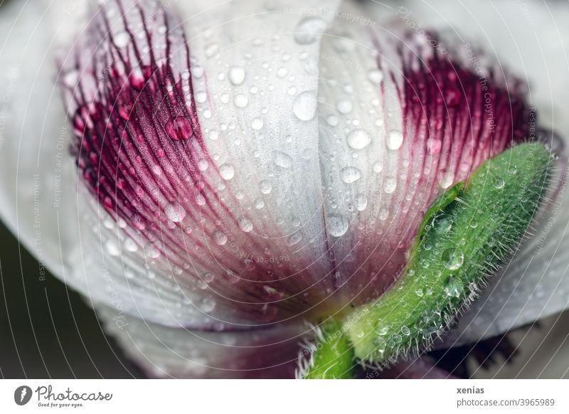 Weisse Blüte mit rosa Streifen und Wassertropfen aus der Froschperspektive Blume Islandmohn Regen Frühling Pflanze nass Tropfen Garten Detailaufnahme