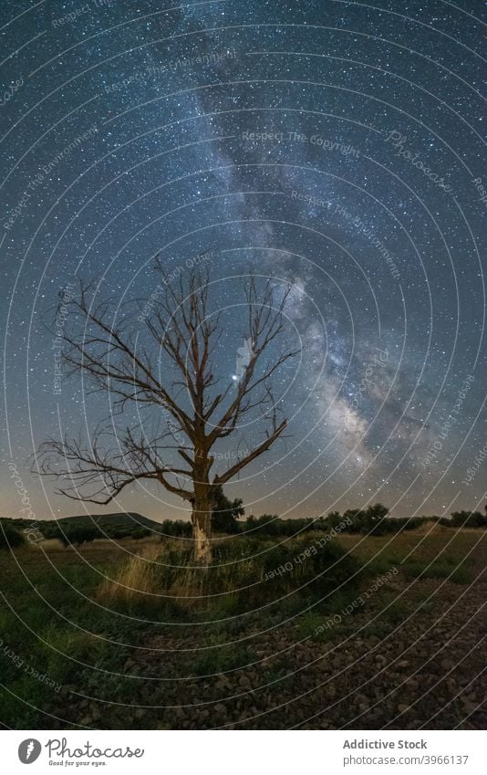 Baum wächst im Feld unter Sternenhimmel Milchstrasse Nacht Landschaft Himmel sternenklar Sternbild glühen Galaxie Astronomie Natur erstaunlich malerisch