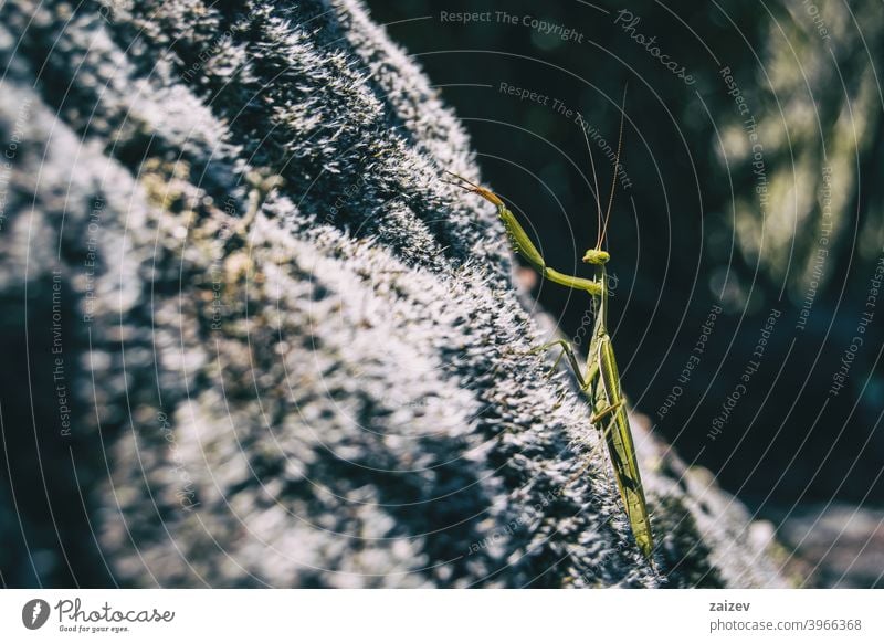 Eine grüne Gottesanbeterin auf einem Felsen mantodea Raubtier jagen lebend Länge Wissenschaft Auge Leben Fleischfresser Blick Kreatur Krallen Biologie