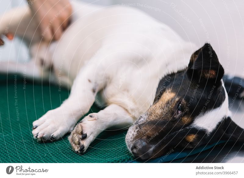 Niedlichen flauschigen Hund auf medizinischen Tisch in der Tierklinik Anästhesie Veterinär Klinik Operation Tierarzt Lügen Jack-Russell-Terrier Haustier Eckzahn