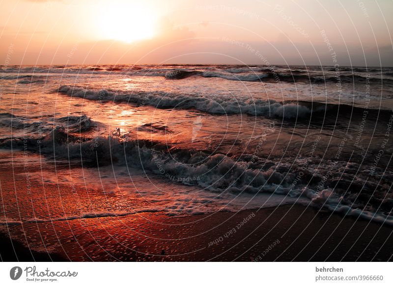wenn der tag beginnt Wasser genießen Schönes Wetter Wellen tortuguero Costa Rica Kitsch schön Außenaufnahme Farbfoto Sonnenlicht Gegenlicht Sonnenuntergang