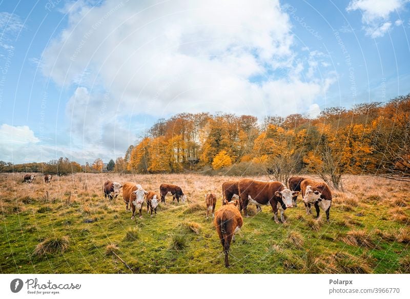 Hereford-Rinder auf einer Wiese im Herbst heimisch Wälder Baum Ranch farbenfroh Färse Wald Land Kühe Umwelt im Freien Landwirt Freilauf Ackerland Hintergrund