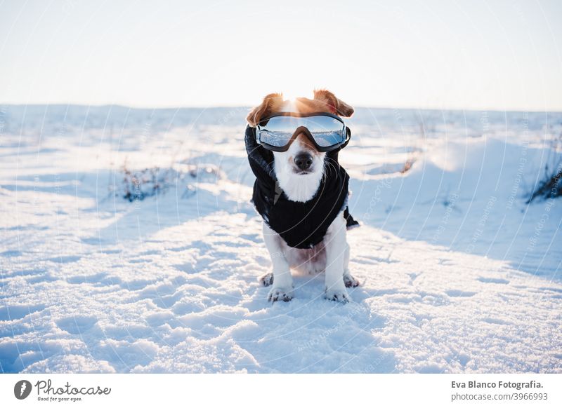 niedlichen schönen Jack Russell Hund in verschneiten Berg tragen Mantel und moderne Sonnenbrille. Haustiere in der Natur. Wintersaison jack russell Schnee