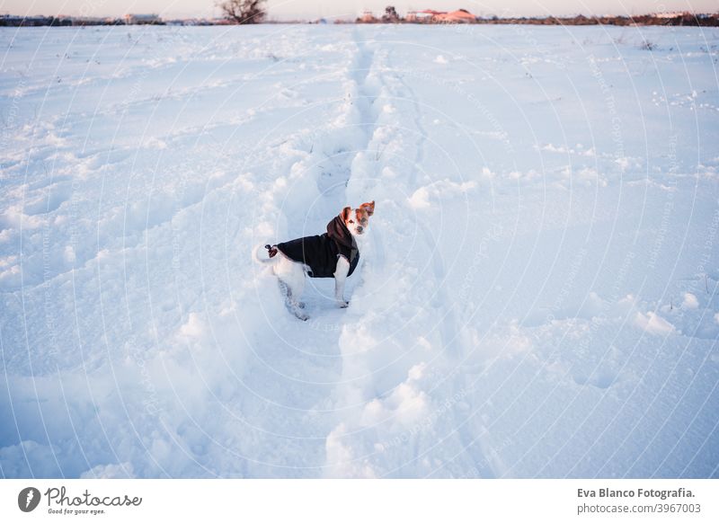 niedlichen Jack Russell Hund trägt Mantel in verschneiten Berg stehen. Haustiere und Sport in der Natur. Wintersaison jack russell Schnee Berge u. Gebirge kalt