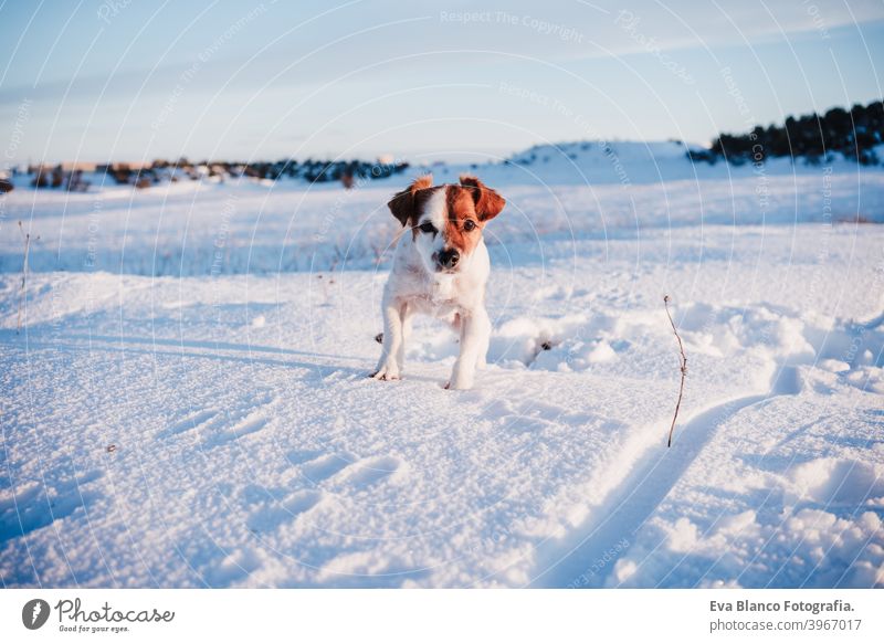 niedlichen Jack Russell Hund in verschneiten Berg bei Sonnenuntergang. Haustiere in der Natur, Wintersaison jack russell Berge u. Gebirge Schnee niemand sonnig