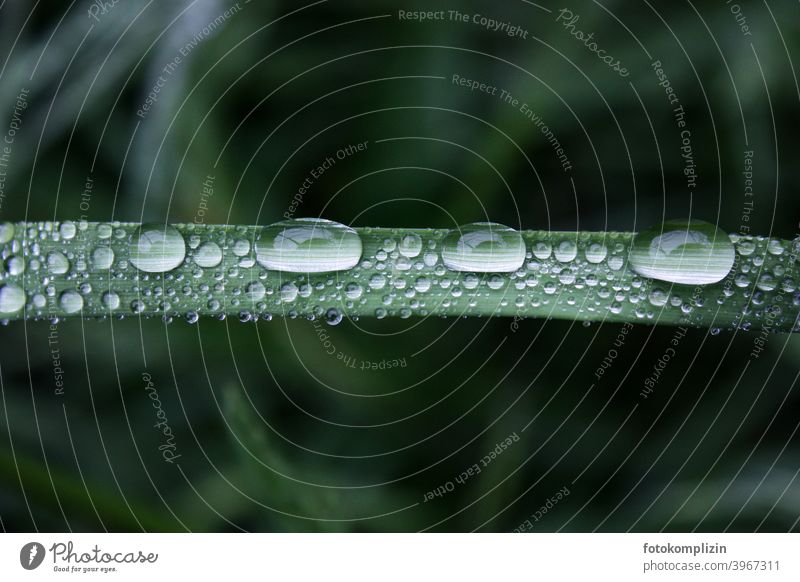 Tau und Regentropfen auf einem Grasblatt Tautropfen Wassertropfen Naturliebe nass frisch feucht parallel Blattadern Melancholie nebeneinander Unschärfe Einheit