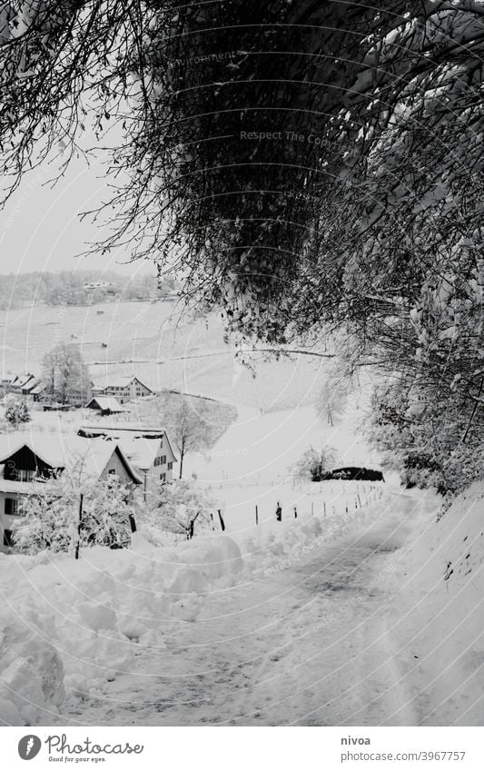 Winterlandschaft Schnee Landschaft Schwarzweißfoto Natur Menschenleer Außenaufnahme kalt Baum Kontrast Pflanze Textfreiraum oben Wetter Tag Umwelt Frost Eis