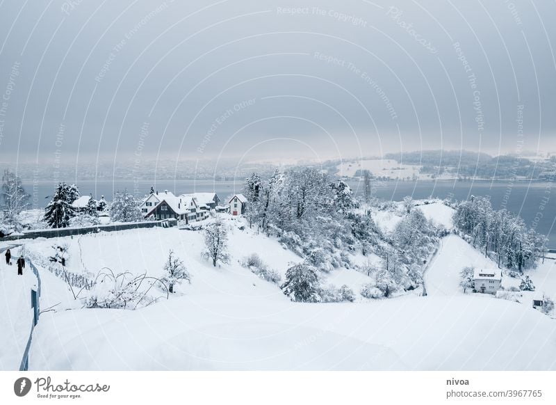 Rebberge im Winter Weinreben eingeschneit Schneelandschaft Landschaft Gedeckte Farben weiß klein Winterwetter trüb idyllisch wolkenverhangen Schweiz Kälte