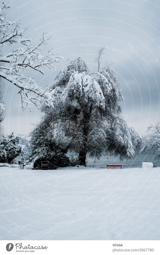 Park im Winter am Zürichsee Promenade Schnee Baum zürichsee Bank Außenaufnahme weiß Natur kalt Einsamkeit Landschaft Frost Farbfoto Tag ruhig Eis Menschenleer