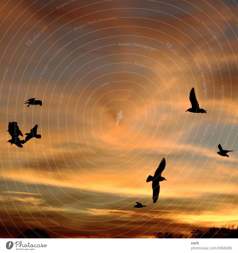 Feierabend Vogel Vögel Vogelschwarm Tier fliegen Schwarm Sonnenuntergang Dämmerung Natur Himmel Wolken Abend Abenddämmerung