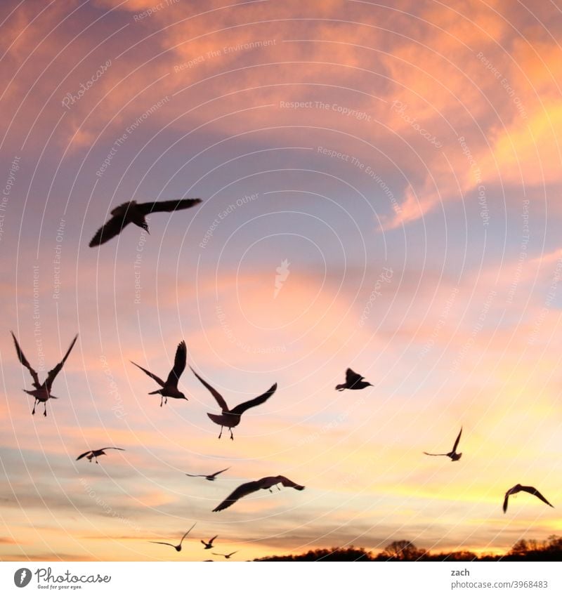 Feierabend II Vogel Vögel Vogelschwarm Tier fliegen Schwarm Sonnenuntergang Dämmerung Natur Himmel Wolken Abend Abenddämmerung