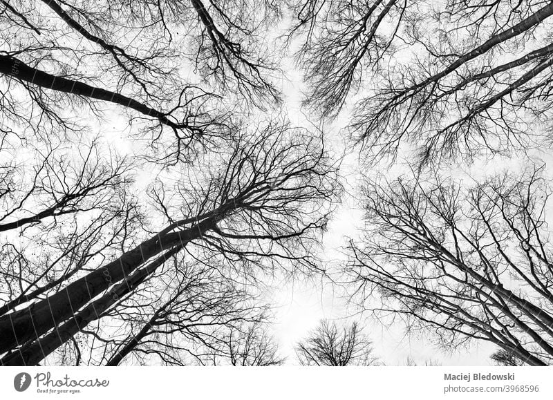 Blick auf die Bäume im Wald, Natur abstrakten Hintergrund. Baum nachschlagen schwarz auf weiß laublos Pflanze Wälder im Freien Umwelt Kofferraum Winter Saison