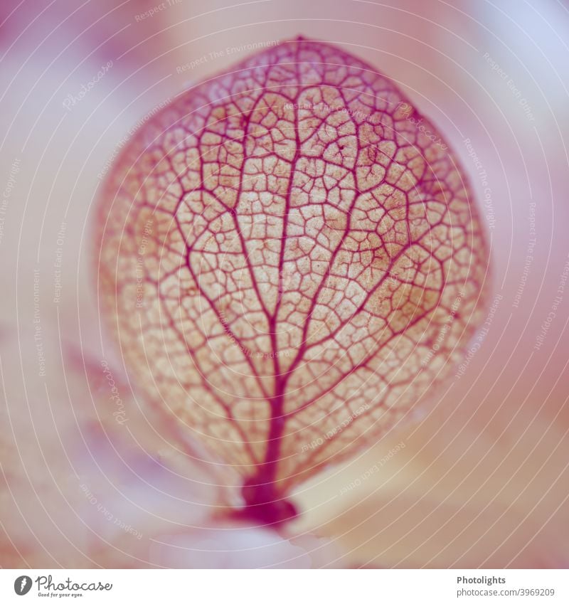 Pinke Adern eines Blütenblattes Baum Blattadern Natur Pflanze grün Farbfoto Nahaufnahme Schwache Tiefenschärfe Detailaufnahme Makroaufnahme Umwelt