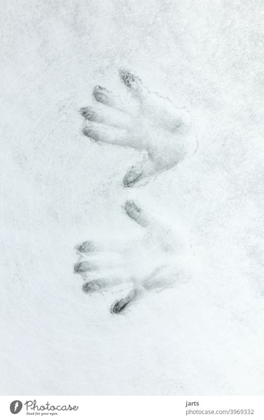 Zwei Handabdrücke im Schnee kalt Hände handabdruck Finger Winter Handabdruck Abdruck Detailaufnahme Fingerabdruck Spuren Menschenleer Handfläche weiß