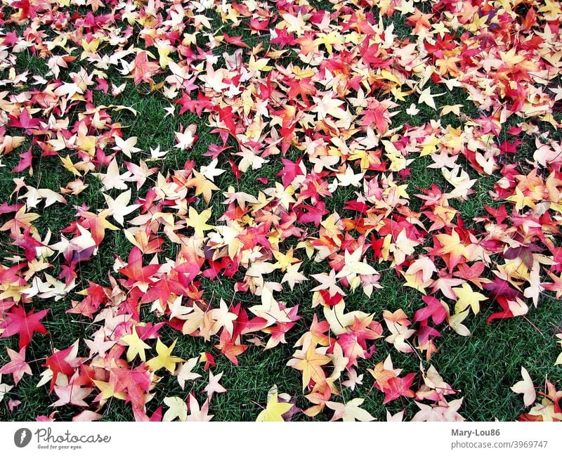 Rote sternförmige Herbstblätter auf grünem Rasen Herbstlaub Goldener Herbst Grün Laub Blätter Baum Bäume Blatt Farbe knallig bunt golden gelb Wiese Gründfläche