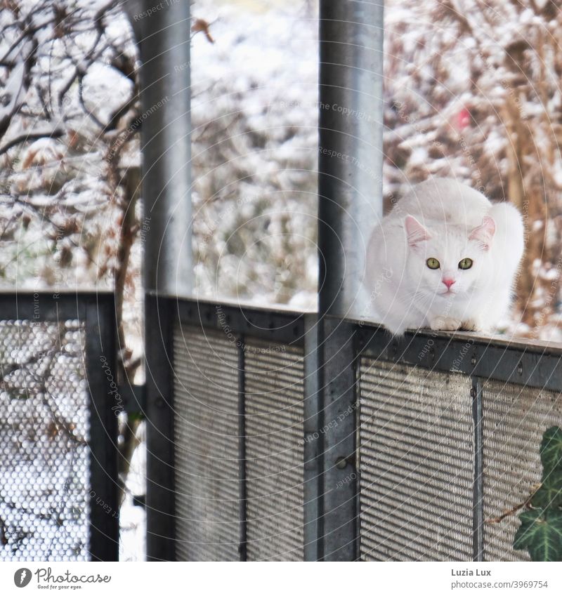 Großstadtkatze, schneeweiß mit grünen Augen oder lass mich in Ruhe. Sie kauert auf der Brüstung eines kleinen Balkons, dahinter etwas Winterlaub und Schnee.