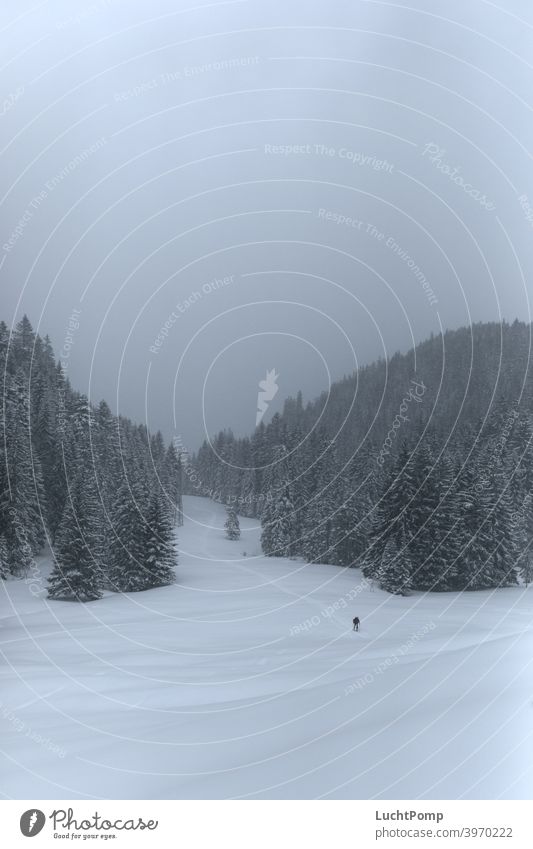 Skifahrer wandert durch einsame Schneelandschaft Einsamkeit Skitour tourengehen tourengeher verschneit Fichtenwald Wald Tannenwald verschneite Bäume