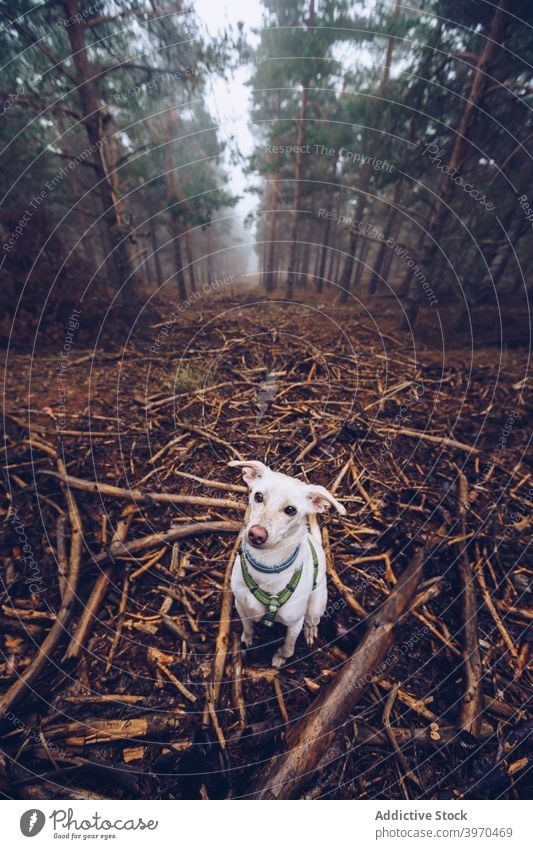 Hund mit Stock im Wald kleben spielen Tier Wälder Spaziergang Nebel spielerisch trist Weg hölzern weiß Waldgebiet Natur hoch Baum Landschaft Eckzahn Haustier