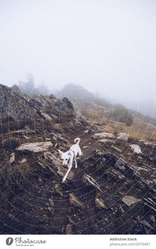 Weißer Hund in den Bergen an einem bewölkten Tag Berge u. Gebirge rau felsig Tier Spaziergang Natur Hochland wolkig bedeckt Haustier Gelände weiß Eckzahn Felsen