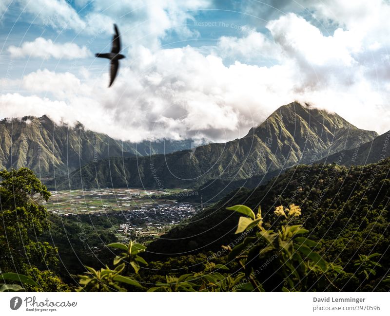 Die Natur und die Hügel von Indonesien Ferien & Urlaub & Reisen reisen Reisefotografie Landschaft grün Lombok Berge u. Gebirge Pflanzen Baum Bäume Blume Himmel
