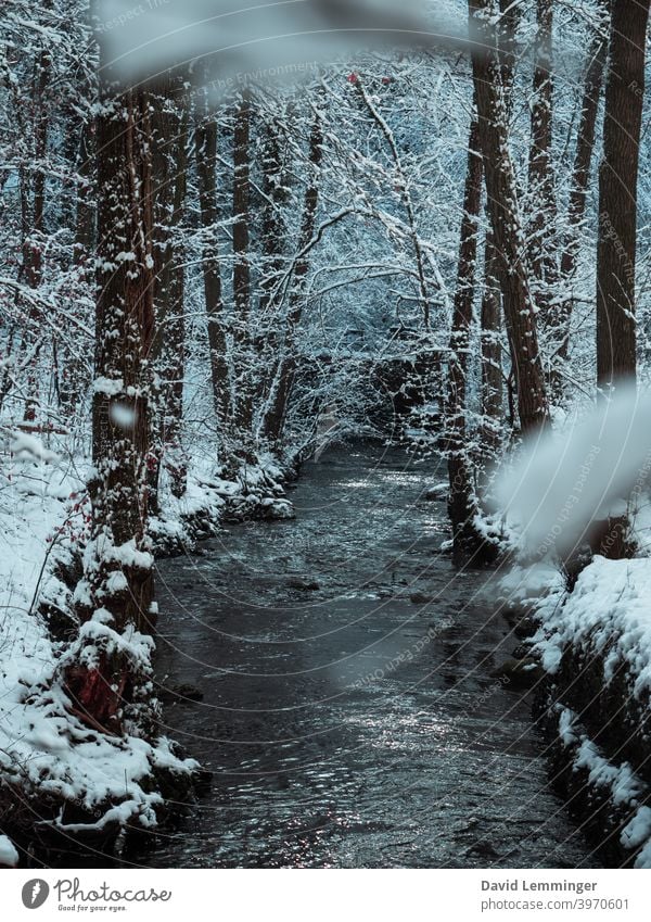 Ein Fluss, der durch einen Winterwald fließt Wald Schnee Bäume Eis kalt Winterurlaub Natur Abenteuer schön Wetter Wasser Baum Ferien & Urlaub & Reisen Ferne