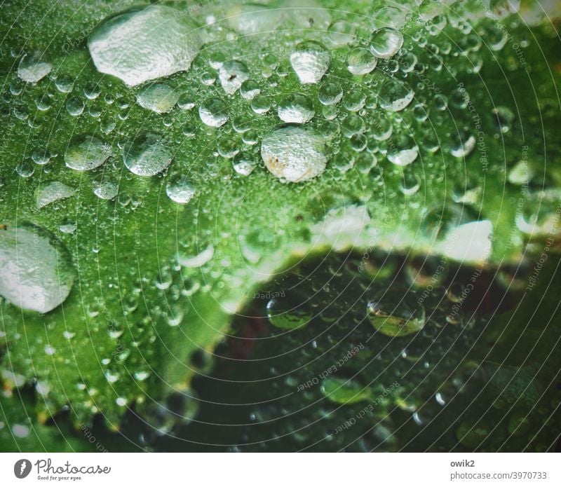 Bewässerung Blatt Wassertropfen Pflanze Regen glänzend Natur Umwelt leuchten nass nah klein viele grün Idylle fein Blattadern schön frisch Flüssigkeit rund