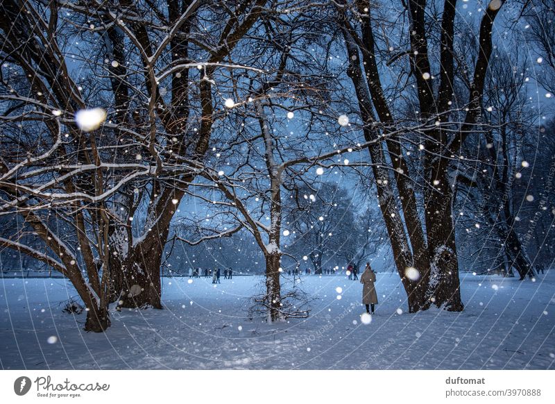 Landschaft bei Schneefall im Winter Nacht Schneeflocken Baum beschneit Christbaum Licht kalt Natur weiß Frost Wetter schlechtes Wetter Klima Winterurlaub Eis