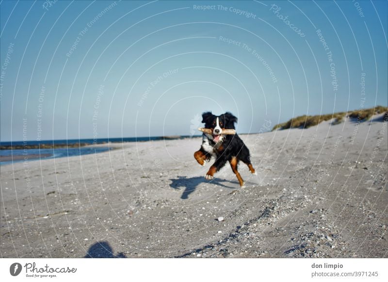 Bernard Sennenhund mit abgebrochenen Stoßzähnen Sprint fliegen Außenaufnahme Haustier Tierporträt Textfreiraum oben Farbfoto Menschenleer Textfreiraum unten