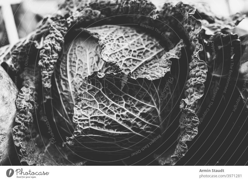 Vintage Schwarz-Weiß-Aufnahme eines Wirsingkohls Kohlgewächse Gemüse Nahaufnahme Monochrom frisch Pflanze natürlich Lebensmittel Vegetarier Blatt Salatbeilage