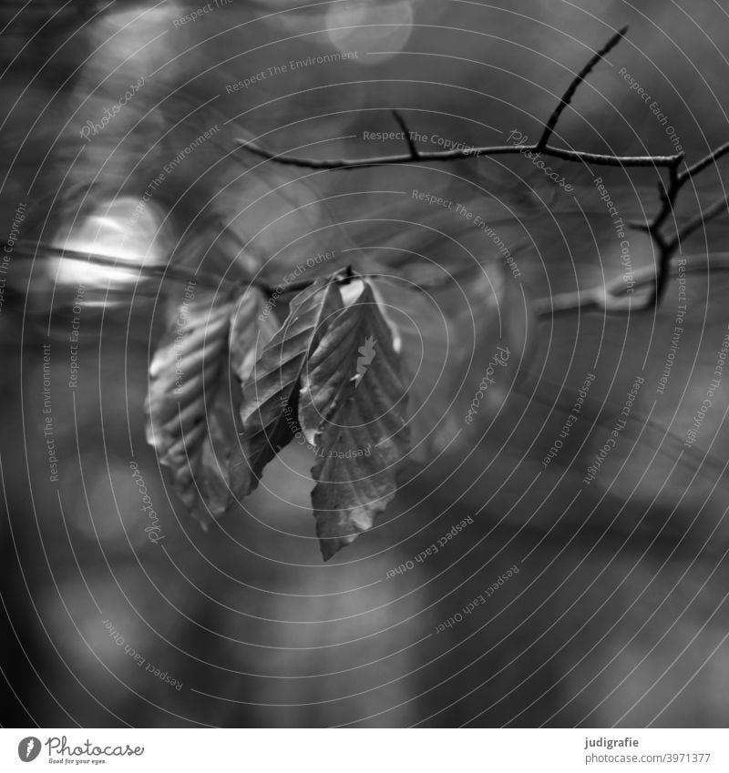 Buche im Herbst Laubbaum laub Blätter Buchenblatt trocken Herbstlaub herbstlich Zweig Zweige u. Äste Licht Lichtpunkt Schwarzweißfoto Natur Pflanze Baum Wald