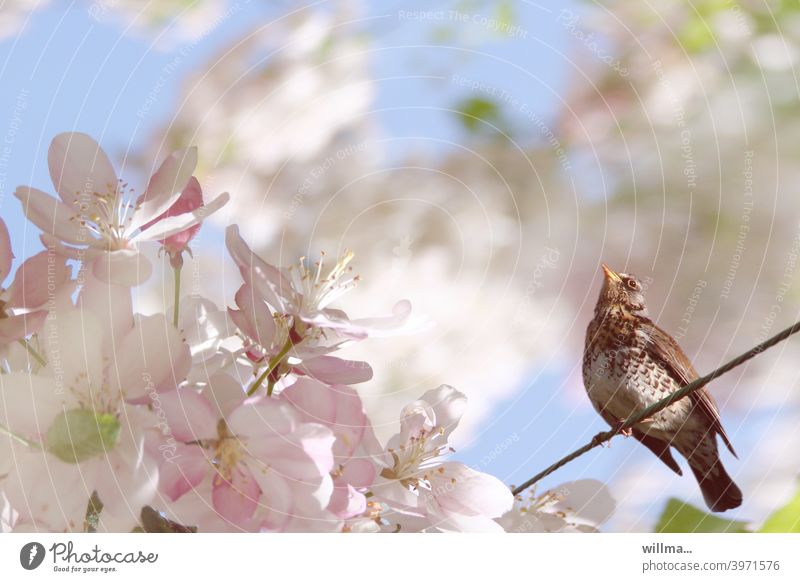 Wacholderdrossel im Blütenrausch Frühling Apfelblüte Blütenbaum Blühend Frühlingstag Drossel Vogel
