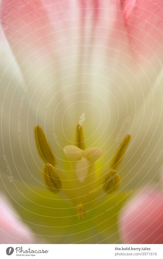 Blick in eine Tulpe weiß-rosa Blütenstempel Blume Pflanze Natur Farbfoto Frühling Blühend Tag Innenaufnahme