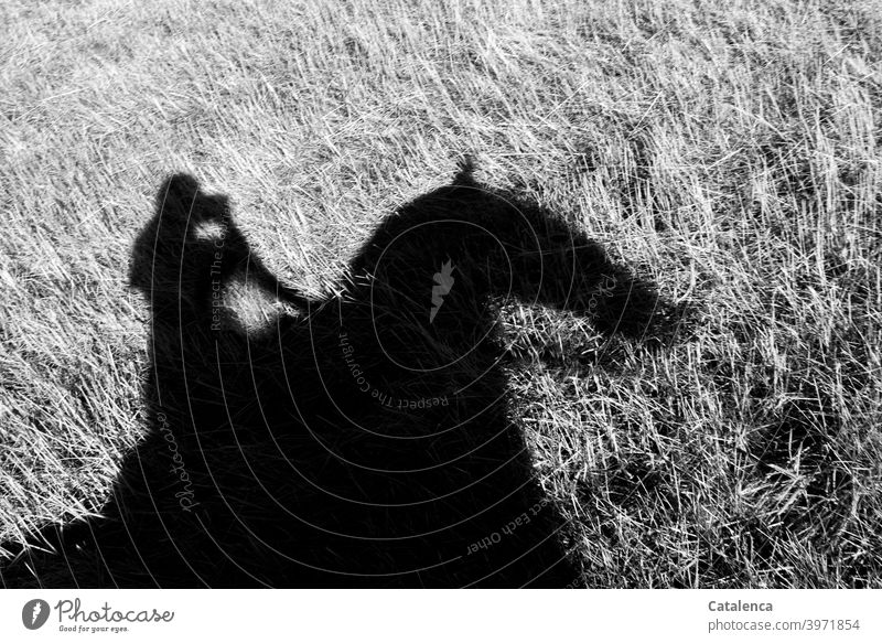 Reiten auf Schattenfell Reiterin Pferd Natur Gras Tier Nutztier Person Wiese Grasland Pflanze reiten Steppe Zügel Tag Tageslicht