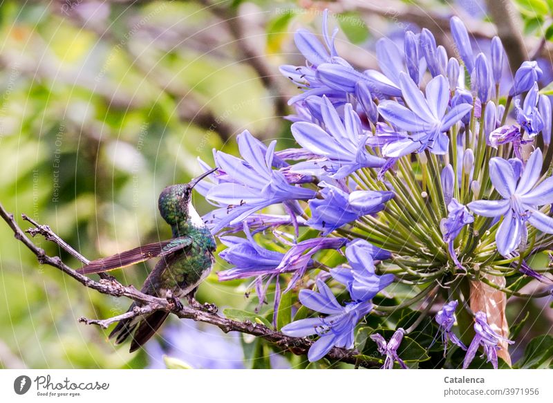 Ein bequemer Kolibri trinkt den Nektar einer Agapanthusblüte Natur Flora Fauna Vogel Trinken Blüte Sitzen Ast Tag Tageslicht Sommer Blume Lila Grün Braun klein