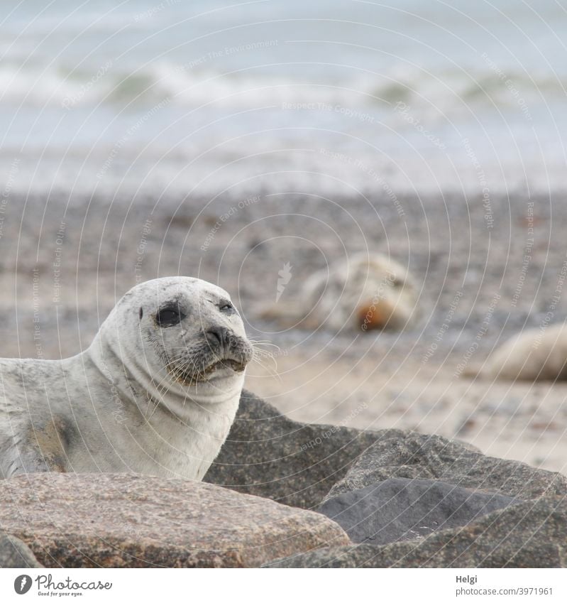 Seehund auf der Düne von Helgoland Robbe Tier Säugetier Wildtier Helgoländer Düne Strand Meer Nordsee Nordseeinsel Blick schauen niedlich Umwelt Natur Freiheit