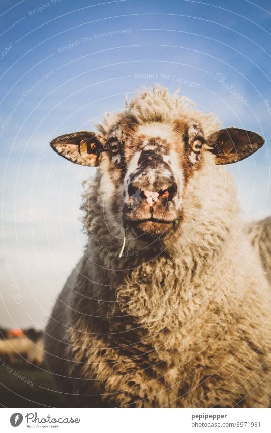 Schaf Tier Nutztier hausschaf Außenaufnahme Wolle Wiese Weide Tierporträt Gras Fell Menschenleer Schafherde Tiergruppe Herde Schafswolle Fressen Schafe Farbfoto