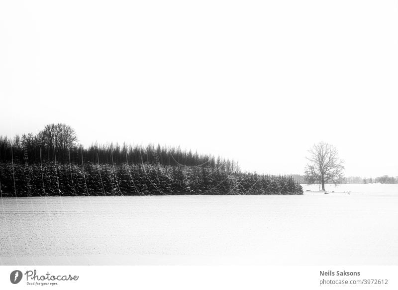 Winterwald Minimalismus abstrakt erstaunlich Hintergrund schön Schönheit schwarz hell Postkarte Kontrast Textfreiraum Tag Umwelt Märchen fantastisch Wald Frost