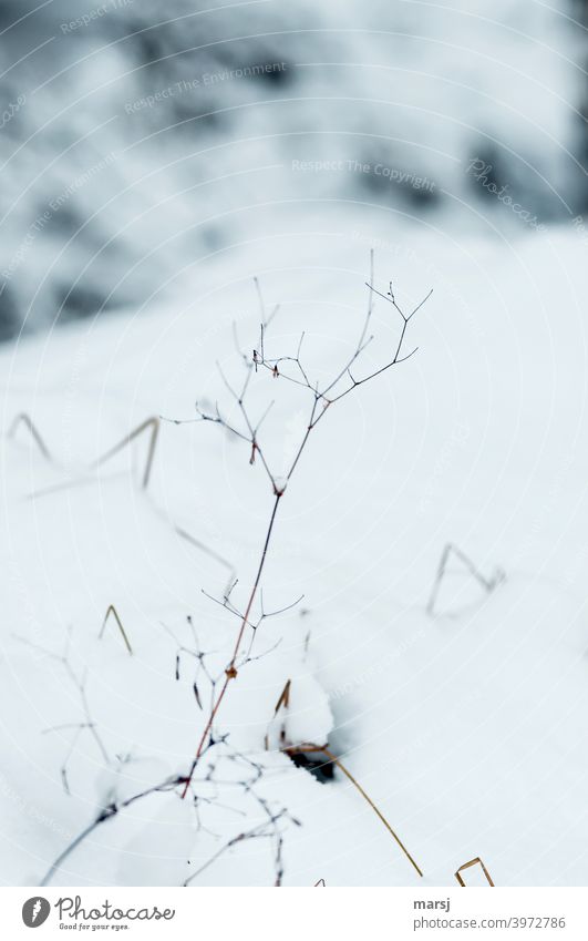 abgestorben | macht dieses Kraut noch immer eine gespenstisch gute Figur filigran abstrakt bizarr ästhetisch Natur Frost gefroren authentisch kalt fantastisch