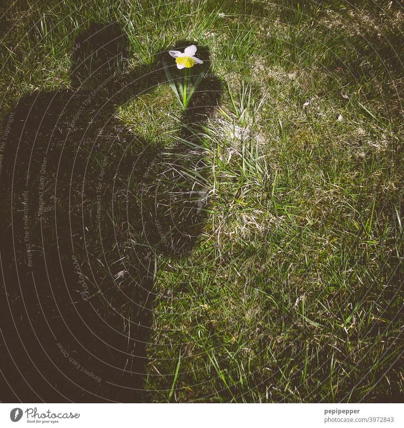 eingefangen – Schatten eines Fotografen beim fotografieren einer Blume im Gras Schattenspiel Schattenseite Schattendasein schattenspender Fotografieren