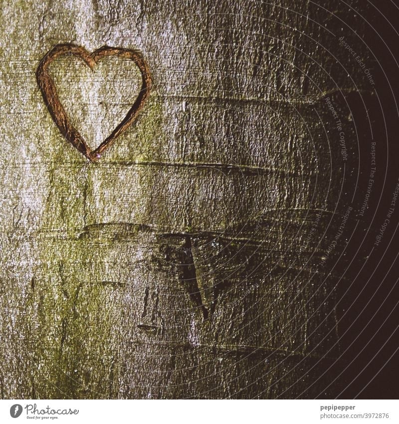 Herz in einen Baum geritzt herzförmig Rinde Liebe Zeichen Farbfoto Verliebtheit Romantik Gefühle Menschenleer Nahaufnahme Valentinstag Außenaufnahme