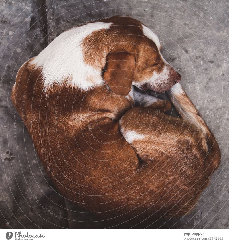 sleeping dog Hund schlafen schlafend Schlafenszeit Porträt aussruhen träumen Tier Tierporträt Tiergesicht tiere niedlich weich zusammengerollt Gesicht