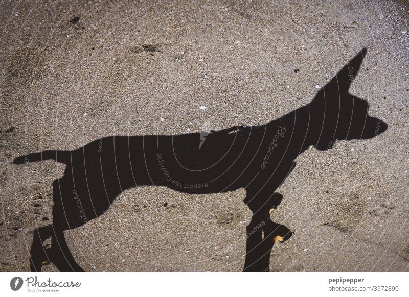 Schatten eines Hundes Haustier Tierporträt Außenaufnahme niedlich Tiergesicht Tierliebe Schattenspiel Schattenseite Schattenwurf Menschenleer haustiere