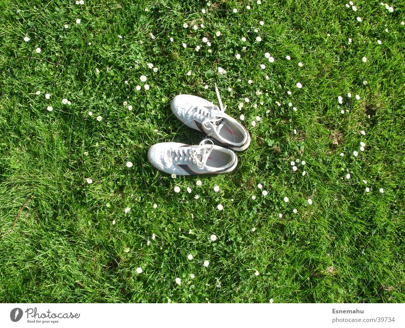Schuhe ohne Mensch Turnschuh Gras Blume Gänseblümchen Wiese Feld Vogel Vogelperspektive fehlen Einsamkeit grün grau weiß gelb Schnur Bekleidung Freizeit & Hobby