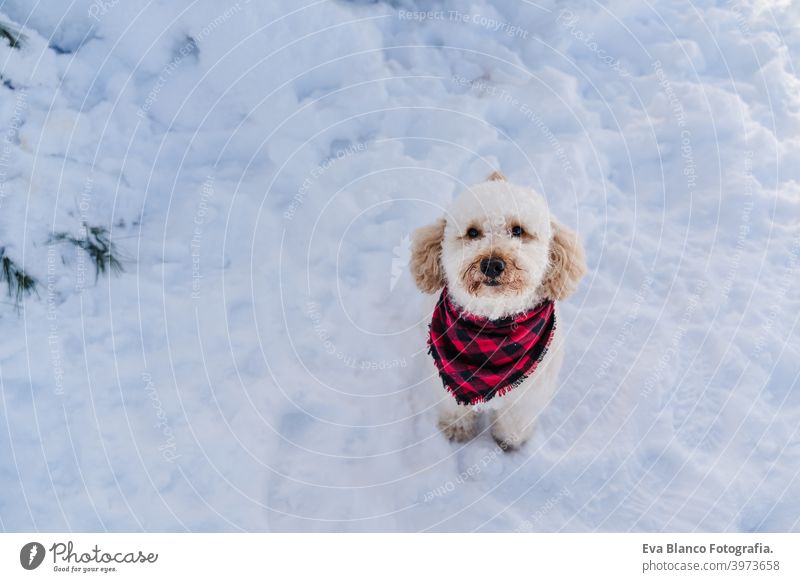 niedlichen Pudel Hund trägt moderne karierten Halstuch in verschneiten Berg. Haustiere in der Natur. Wintersaison Kopftuch Schnee Berge u. Gebirge Plaid züchten