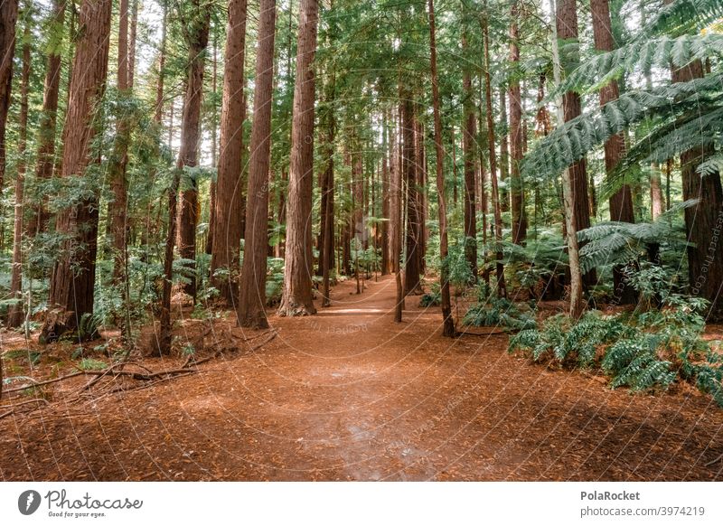 #AS# Rote Bäume Neuseeland Wildnis Mammutbaum Redwoods NP verzeiflung verlaufen Dinosaurier verlassen allein wandern Abenteurer abenteuer rot Wildpflanze