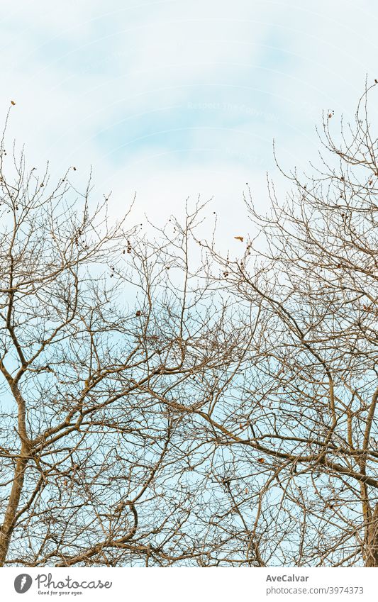 Eine minimalistische Aufnahme eines Baumes über einem hellen Hintergrund mit Kopierraum und entspannenden Vibes Strahlen Finger Urelemente Damen Kurve Borte