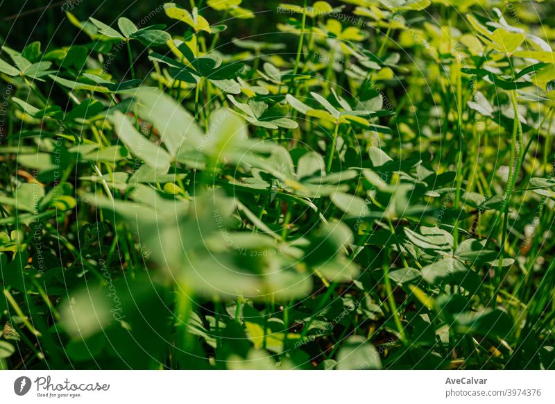 Ein Hintergrund aus grünen Pflanzen im Detail mit darüber reflektierendem Sonnenlicht und viel Kopierraum Farben Kopierbereich Hintergründe minimalistisch
